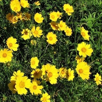 Il Coreopsis è una Perenne che predilige il terreno Roccioso, ama l'esposizione soleggiata, il suo periodo di fioritura va da Maggio a Ottobre con dei bellissimi fiori gialli.