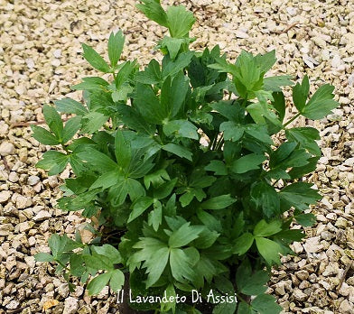 Il levistico è una pianta aromatica perenne con foglie aromatiche dal sapore simile al sedano e al prezzemolo. Viene utilizzato come erba aromatica in cucina per insaporire piatti come zuppe e stufati. È noto per le sue proprietà digestive ed è anche un repellente naturale contro gli insetti.