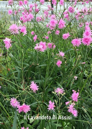 Il Lychnis flos-cuculi "Petite Jenny" è una varietà di garofano delle rane con fiori rosa tubolari. Cresce fino a 60-90 cm e ha foglie verdi dentate. Adatta per giardini umidi, fiorisce in primavera ed è apprezzata per le sue dimensioni più contenute.