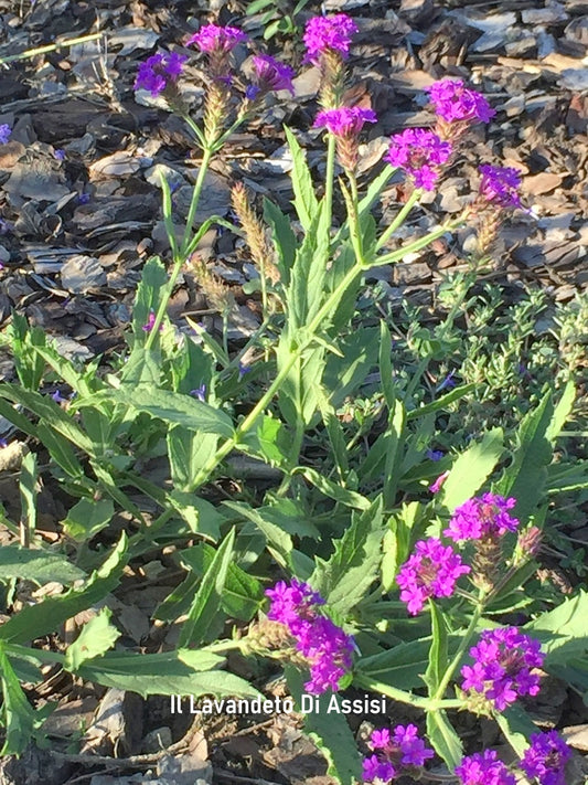 Verbena rigida vaso diametro cm 14 è una pianta erbacea perenne, cresce fino a circa 50 centimetri, fiorisce da Giugno a Ottobre con dei bellissimi fiori sulla tonalità del viola , ama stare al sole