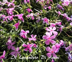 Phlox Subulata tappezzante fiori rosa scuro vaso 14 cm Bellissime piantine tappezzanti perenni, a forma di cuscino, resistenti al gelo e alla siccità,  fioriture abbondanti e appariscenti in un periodo ancora di scarse fioriture ossia da metà marzo ad aprile e maggio. Phlox Subulata vaso cm 14