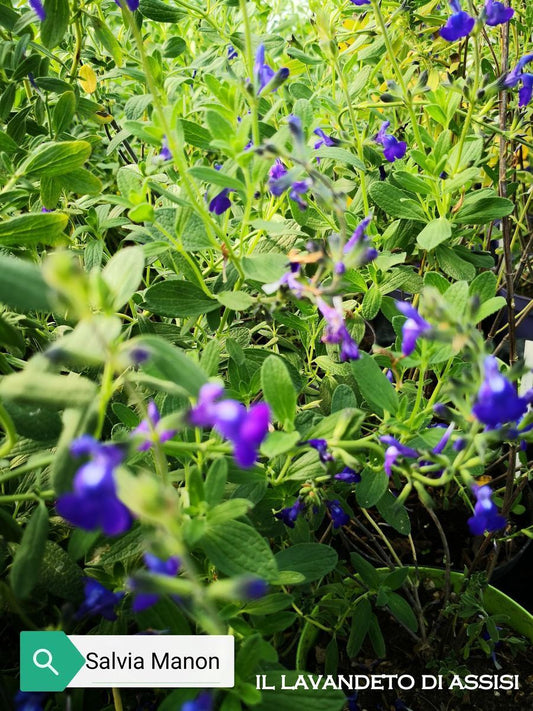 Salvia Manoon in vendita vaso 14 cm.  Piccolo arbusto, leggermente ricadente, con foglie allungate verde. Fiorisce di blu e bianco da maggio a novembre. Esposizione soleggiata, pianta molto resistente.