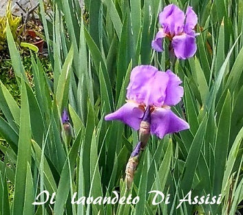 Iris germanica, vendita iris,rizoma pianta perenne,  varietà trovata ad Assisi. Adatta a tutti i tipi di giardino esposizione sole o mezz' ombra, ideale anche per terreni in pendenza. Rustica fiorisce ad aprile, altezza 50 cm circa 