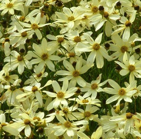 Vendita Coreopsis verticillata 'Moonbeam' in vaso 14 cm, è una pianta perenne nota per la sua forma compatta e eretta, con foglie verde chiaro finemente divise. I fiori a forma di stella, di colore giallo pallido, sbocciano abbondantemente dalla primavera all'autunno, conferendo un aspetto leggero e luminoso. Facile da coltivare, richiede terreni ben drenati e pieno sole, ed è ideale per bordure e giardini perenni.