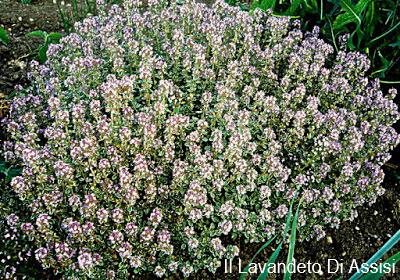 Il timo al limone, o timo citriodoro, è una varietà di timo caratterizzata dal suo forte aroma di limone. Le sue foglie piccole e ovali emettono un profumo fresco e agrumato quando sfregate. Questa varietà è ampiamente utilizzata in cucina per insaporire piatti, aggiungendo una nota citrica a salse, marinature, pesce e piatti vegetali. Inoltre, il timo al limone è apprezzato anche per le sue proprietà ornamentali e può essere coltivato in giardino o in vaso.