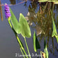 La Pontederia cordata, conosciuta anche come pickerelweed, è una pianta acquatica perenne con foglie a forma di cuore di colore verde scuro e spighe di fiori blu o viola. Crescente in ambienti umidi, come stagni e laghi, è apprezzata per la sua bellezza ornamentale e il suo contributo all'habitat per la fauna acquatica. Con una crescita eretta che emerge dall'acqua, è una scelta popolare per giardini d'acqua.
