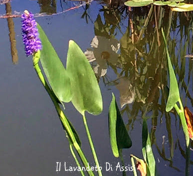 La Pontederia cordata, conosciuta anche come pickerelweed, è una pianta acquatica perenne con foglie a forma di cuore di colore verde scuro e spighe di fiori blu o viola. Crescente in ambienti umidi, come stagni e laghi, è apprezzata per la sua bellezza ornamentale e il suo contributo all'habitat per la fauna acquatica. Con una crescita eretta che emerge dall'acqua, è una scelta popolare per giardini d'acqua.