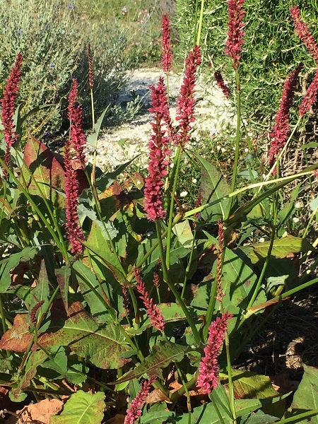 Vendita  Persicaria amplexicaulis 'Firetail'  in vaso 28 cm,è una pianta perenne nota per la sua fioritura vivace. Le sue spighe fiorite lunghe e strette sono di un rosso intenso e emergono in estate e autunno. Con un portamento eretto e foglie verde scuro, raggiunge un'altezza di circa 60-90 cm. Adatta per bordure e aiuole, richiede luce solare o ombra parziale e un terreno ben drenato. La 'Firetail' è ampiamente apprezzata per il suo impatto visivo nel giardino.