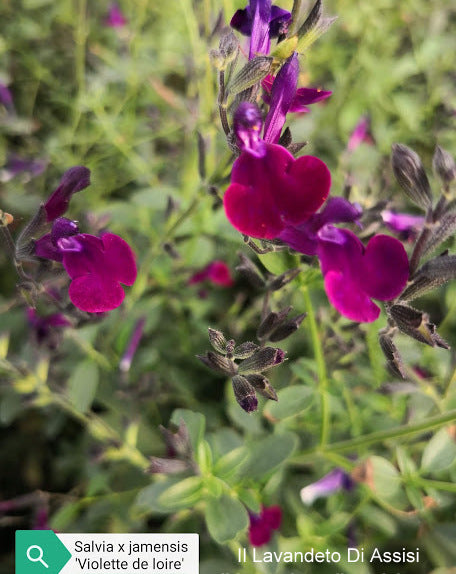 Salvia x jamensis 'Violette de Loire' in vendita invaso 14 . Pianta perenne a forma di cespuglio con piccole foglie ovali verde semi-persistenti e molto profumate. Fiori viola scuro da maggio a novembre. Esposizione pieno sole o mezz' ombra, sopporta periodi di siccità, rustica -12°C.. Altezza e 40-60 cm. 