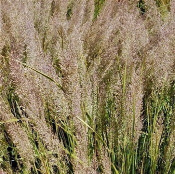 La Calamagrostis brachytricha è una Pianta erbacea perenne, graminacea con fiori rosache sembrano piume.  è adatta sia a un esposizione soleggiata che ombrosa ed ha un periodo di fioritura da agosto a novembre. Graminacee ornamentali vendita online, vendita graminacee  ornamentali, 