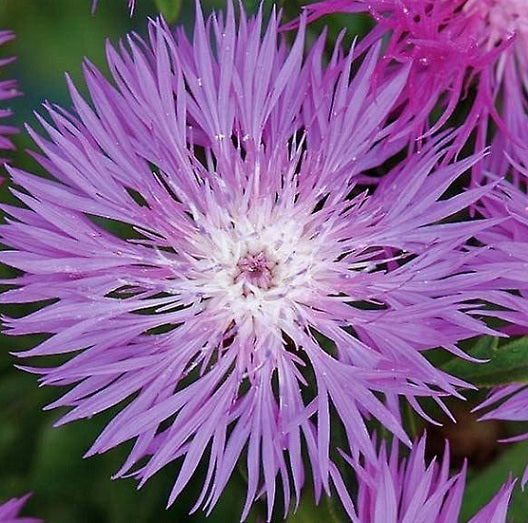 Centaurea Dealbata Rosa è un'erbacea che ha un altezza di circa 80 cm, fiorisce da giugno a ottobre con dei fiori rosa, esposizione in mezz'ombra  Vaso 14