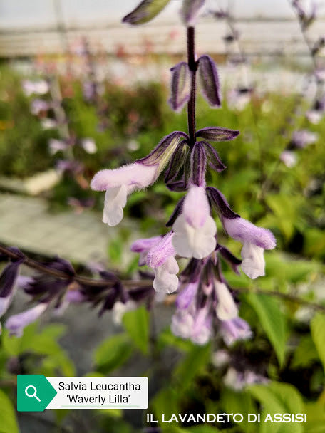 La Salvia 'Waverly Lila' è una varietà di salvia ornamentale con fiori di colore lilla o viola. È una pianta perenne compatta ideale per giardini di fiori perenni, bordure e composizioni floreali grazie al suo aspetto vivace e alla resistenza alla siccità.