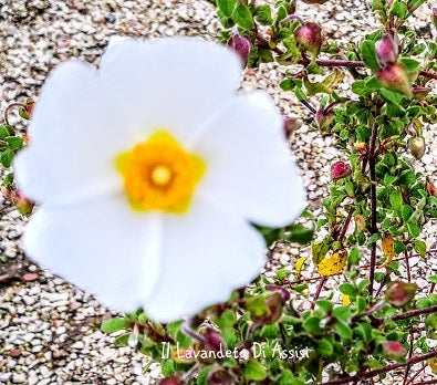 Cistus Salvifolius Vaso 18 cm è un'arbusto sempre verde a portamento tappezzante, ama stare al sole e fiorisce in primavera con dei fiori di colore bianco.