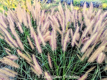 Vendita Pennisetum alopecuroides 'Moudry' in vaso 18 , è una pianta perenne con forma eretta e le spighe floreali distintive. Cresce fino a 60-90 cm di altezza, con foglie sottili e lineari di colore verde scuro. La caratteristica più riconoscibile è la spiga a forma di bottone di colore marrone-nero che emerge durante la tarda estate e l'autunno, . È ideale per bordure, aiuole o contenitori, richiede una posizione soleggiata e una moderata manutenzione come potatura alla fine dell'inverno.