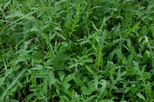 La rucola è un'erbacea a foglia verde con foglie dentate e lobate, caratterizzate da un sapore piccante e leggermente amaro. Appartenente alla famiglia delle Brassicaceae, la rucola è comunemente utilizzata in insalate, piatti di pasta e come condimento grazie al suo aroma fresco e distintivo. La pianta produce piccoli fiori bianchi con venature violacee ed è apprezzata per la sua resistenza e adattabilità a climi freschi e temperati.