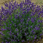 Lavanda Hidcote blue. Lavanda angustifolia hidcote blue. Vendita piante online. Cespuglio sempreverde di dimensioni ridotte, con steli di lunghezza medio/corti colore blu scuro, è compatta profumata è molto carina in balcone o in piccole bordure Raggiunge cm 40/50 di diametro e 40 in piena fioritura, è profumata, i fiori sono adatti anche per tisane, è resistente sia al caldo che al freddo