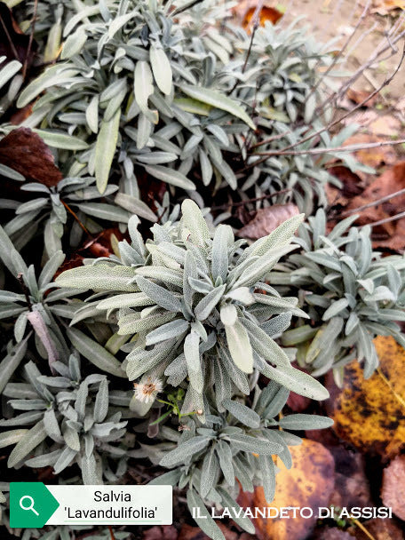 La Salvia officinalis Lavandulifolia è una varietà di salvia caratterizzata da foglie strette e lunghe simili a quelle della lavanda. Questa pianta aromatico-medicinale ha foglie grigio-verdi con un profumo intenso e fiori blu-violetto. Può raggiungere un'altezza di circa 60-90 cm. La Salvia officinalis Lavandulifolia è coltivata per le sue proprietà aromatiche e può essere utilizzata in cucina, in erboristeria o come pianta ornamentale.