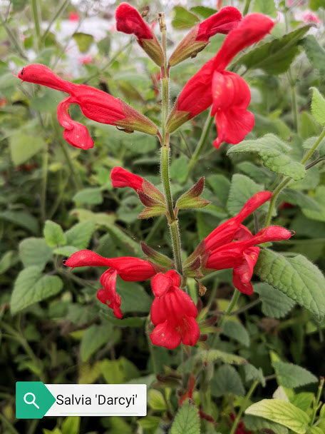 Salvia darcyi vaso 14.  è una pianta perenne, fogliame grigio-verde molto profumato,pianta rustica e vigorosa, esposizione Sole o mezz'ombra il fiore è rosso-corallo appartiene alla famiglia delle Lamiaceae il suo periodo di fioritura è giugno - novembre raggiunge un'altezza massima di 80/90cm.