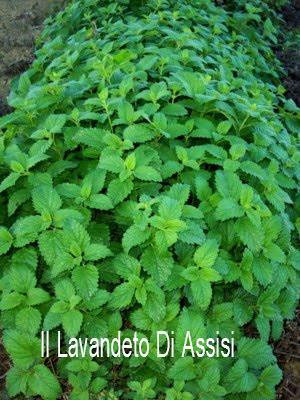 La Melissa officinalis in vendita in vaso 14 cm,  è una pianta erbacea perenne con foglie profumate di limone ed è utilizzata in cucina e per scopi medicinali grazie al suo aroma fresco e alle proprietà calmanti.