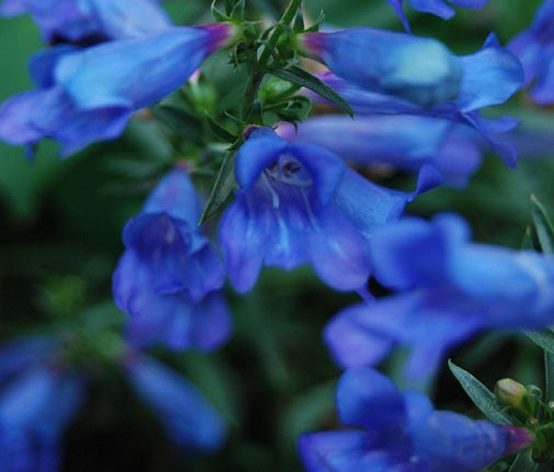 Penstemon virgatus 'Blue Buckle' Vaso 14.  è una pianta perenne che ama l'esposizione soleggiata, fiorisce in estate con dei bellissimi fiori blu-porpora.