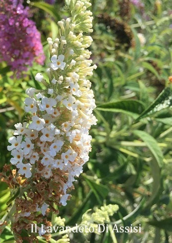 Buddleja Davidii White Profusion è un arbusto rustico, può raggiungere un'altezza di 3-4 metri, fiorisce da luglio ad Ottobre con dei coni di colore bianco.