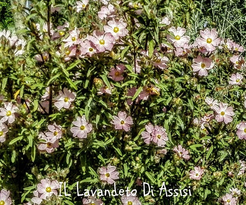 Cistus Skanbergii rosa Vaso 18 cm,  vendita cistus, cistus in vendita. Cisti  è una varietà di Cistus skanbergii, un arbusto sempreverde appartenente alla famiglia delle Cistaceae. Questa varietà è caratterizzata da fiori di colore rosa intenso che si sviluppano su un fogliame verde scuro e lucido, è una pianta resistente alle condizioni climatiche difficili, come la siccità, e cresce fino a 1-2 metri di altezza. 