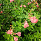 Salvia microphylla 'Ribambelle' è una Pianta perenne a forma di cespuglio con piccole foglie ovali verde semi-persistenti e molto profumate. Fiori rosa salmone da maggio a novembre. Esposizione pieno sole o mezz' ombra, sopporta periodi di siccità, rustica -12°C.. Altezza e 50-70 cm. Va spuntata spesso in quanto i fiori crescono sull' altezza dello stelo.