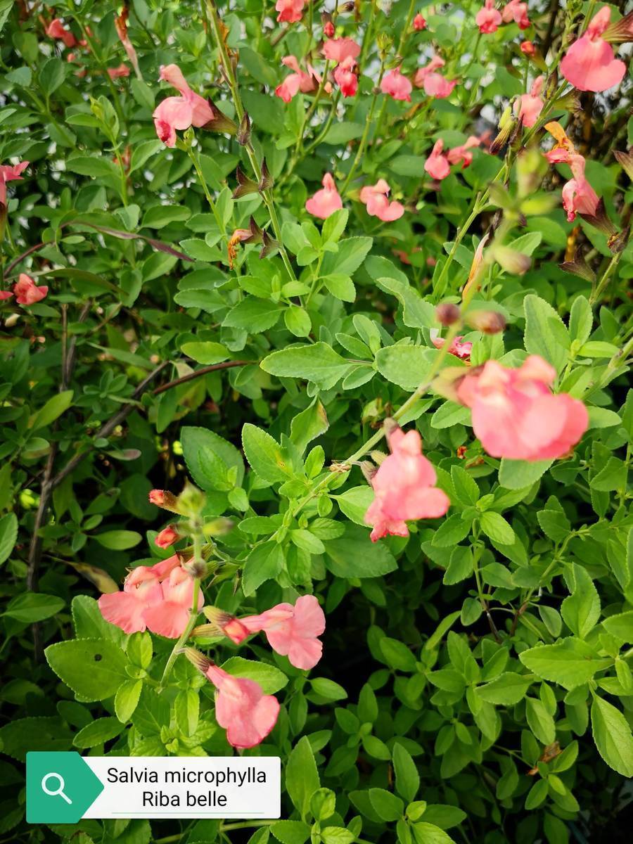 Salvia microphylla 'Ribambelle' è una Pianta perenne a forma di cespuglio con piccole foglie ovali verde semi-persistenti e molto profumate. Fiori rosa salmone da maggio a novembre. Esposizione pieno sole o mezz' ombra, sopporta periodi di siccità, rustica -12°C.. Altezza e 50-70 cm. Va spuntata spesso in quanto i fiori crescono sull' altezza dello stelo.