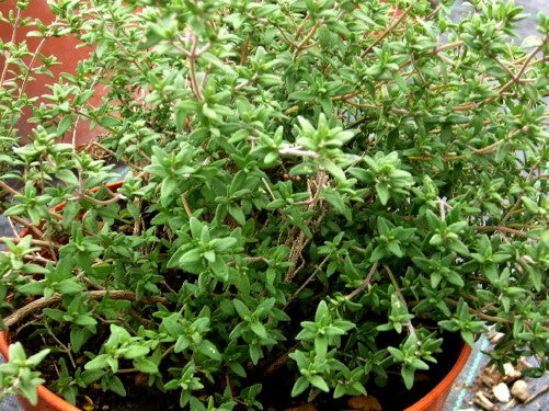 Il timo volgare (Thymus vulgaris) è una pianta perenne con foglie piccole, ovali e di colore verde scuro. Con un forte aroma terroso e legnoso, è ampiamente utilizzato in cucina per insaporire piatti come carne, zuppe e salse. I fiori possono variare dal bianco al rosa, fiorendo in primavera e inizio estate. Grazie alle sue proprietà medicinali, è spesso impiegato in infusi e prodotti a base di erbe. La pianta cresce bene in terreni ben drenati e preferisce condizioni soleggiate.