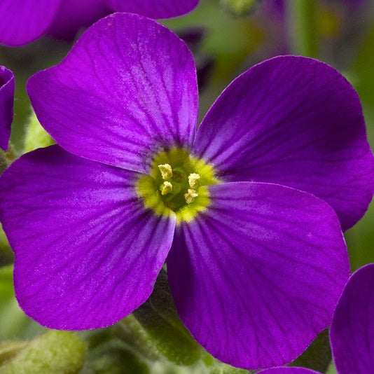 Aubrieta Hybrida Audrey Blues Shades è una pianta erbacea sempreverde, con sole mezz'ombra, raggiunge un'altezza massima di 15 cm con dei colori di fiori blu.  Vaso 14