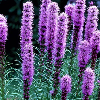 Liatris floristan viola in vendita in vaso 14 cm,  è un'erbacea perenne fioritura da luglio a settembre con spighe violetto