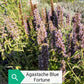 Agastache blue fortune, pianta erbacea perenne, con spighe verticali blu cobalto profumate di anice e menta.  Non ha particolari esigenze rispetto al terreno, vive bene in qualsiasi giardino, ama le posizioni soleggiate o a mezz' ombra. L' altezza è 60/70  cm circa Sopporta bene sia il caldo intenso che il gelo. E' una pianta adatta anche ai giardini a bassa manutenzione. Fiorisce luglio agosto e settembre. Agastache blue fortune vaso 14