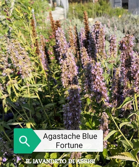 Agastache blue fortune, pianta erbacea perenne, con spighe verticali blu cobalto profumate di anice e menta.  Non ha particolari esigenze rispetto al terreno, vive bene in qualsiasi giardino, ama le posizioni soleggiate o a mezz' ombra. L' altezza è 60/70  cm circa Sopporta bene sia il caldo intenso che il gelo. E' una pianta adatta anche ai giardini a bassa manutenzione. Fiorisce luglio agosto e settembre. Agastache blue fortune vaso 14