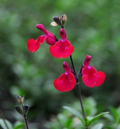 Salvia 'Bordeaux' vaso 14.  è una pianta perenne che ama l'esposizione soleggiata, è molto resistente e fiorisce da Maggio fino a Novembre con dei bellissimo fiori rosso bordeaux.