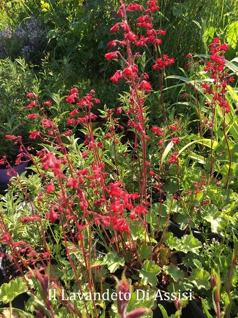 Vendita Heuchera sanguinea in vaso 15 cm,  è una pianta perenne con foglie verdi lobate e fiori a forma di campana di colore rosso vivo. Cresce fino a 30-45 centimetri di altezza in posizioni parzialmente ombreggiate o in luoghi con luce filtrata. Durante la primavera e l'estate, produce steli eretti coperti di fiori vistosi che attraggono farfalle e impollinatori. Questa varietà è ideale per bordure, aiuole e giardini rocciosi, aggiungendo un tocco di colore e vivacità al paesaggio.