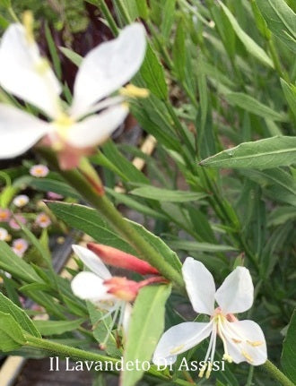 Vendita Gaura lindheimeri bianca in vaso 14 cm, è una pianta ornamentale con fiori bianchi e steli eleganti.