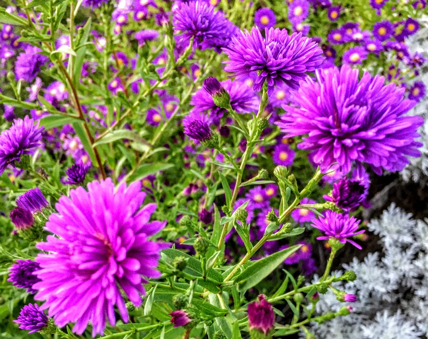 Aster novi belgii viola, con molti petali. Vaso 14 Erbacee perenne molto robusta, vive bene al sole, sopporta il gelo, la siccità e il caldo intenso. Altezza 80/100 cm fioritura a settembre e ottobre