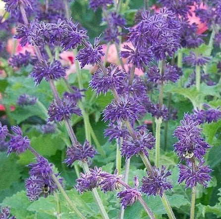 La Salvia verticillata 'Purple Rain' è una pianta perenne caratterizzata da spighe di fiori viola che emergono sopra foglie lanceolate verdi scure. Cresce fino a 60-90 cm e fiorisce in primavera/estate, attirando farfalle e api. Preferisce il pieno sole, terreni ben drenati e richiede una moderata irrigazione. Ideale per giardini perenni, bordure miste o vasi. La potatura aiuta a mantenere la compatezza e a stimolare nuove fioriture.