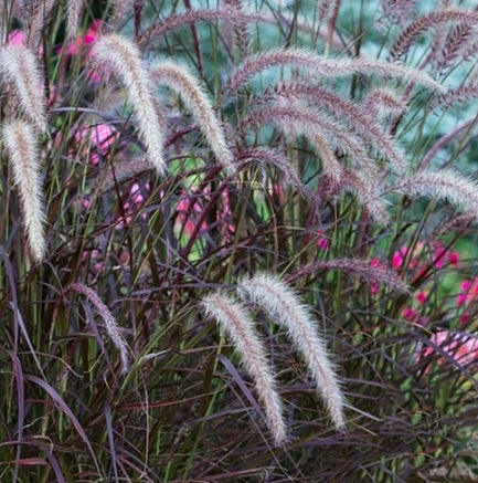 La Pennisetum setaceum 'Rubrum', conosciuta anche come erba elefante viola, è una graminacea ornamentale apprezzata per il suo fogliame sottile e lanceolato di colore viola-rosso intenso. Di solito raggiunge un'altezza di circa 60-90 cm. Durante i mesi caldi, produce pannocchie cilindriche di fiori soffici che emergono sopra il fogliame. Preferisce il pieno sole e è comunemente coltivata in giardini, aiuole o contenitori per aggiungere un tocco di colore vivace e decorativo al paesaggio.