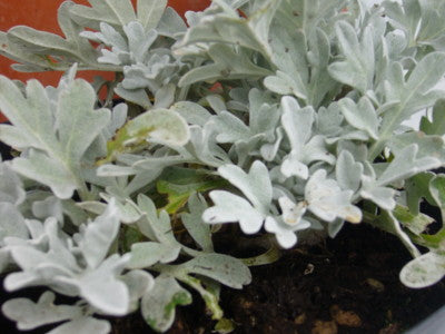 Artemisia stellariana vaso 14 cm.  è una Perenne ama il terreno Roccioso e il sole il fiore è argento-bianco, la sua fioritura è nei mesi di Luglio Agosto