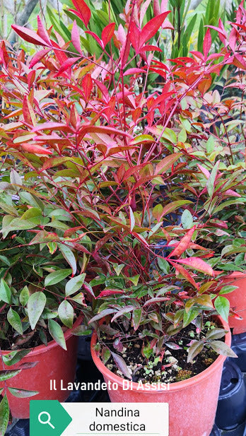 Nandina domestica