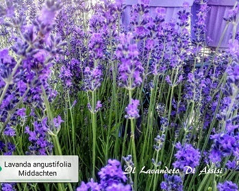 Lavender angustifolia 'Middachten'
