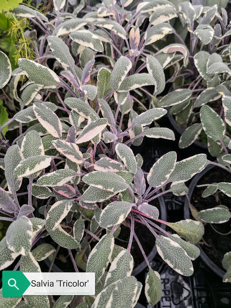 La Salvia tricolor, conosciuta anche come Salvia variegata, è una varietà ornamentale di salvia apprezzata per le sue foglie variegate, che mescolano tonalità di verde, bianco e viola. Di solito raggiunge un'altezza di circa 30-45 cm e produce fiori blu, viola o bianchi, contribuendo al suo aspetto decorativo. Predilige climi temperati e può essere coltivata in giardini, bordure o vasi. A differenza della Salvia officinalis, la Salvia tricolor non è comunemente utilizzata a fini culinari o medicinali.