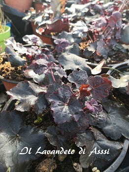 Vendita Heuchera Obsidian in vaso 15 cm, è una varietà di Heuchera con foglie di colore nero-rosso intenso, ideale per aggiungere contrasto e drammaticità a giardini e paesaggi. È una pianta perenne ampiamente apprezzata per la sua bellezza ornamentale.