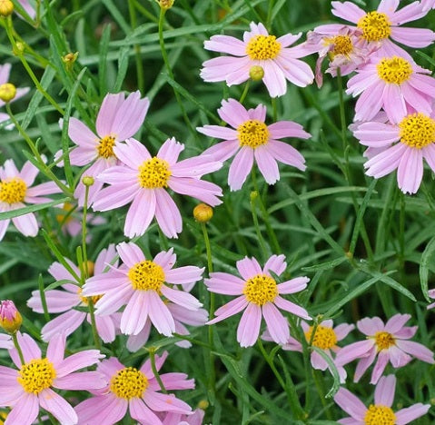 Coreopsis Rosea American Dream vaso 14  è una pianta erbacea perenne che raggiunge un'altezza di 40 cm, fiorisce da aprile a giugno per poi rifiorire in autunno, i fiori sono di colore rosa, sta sia al sole che in mezz'ombra.