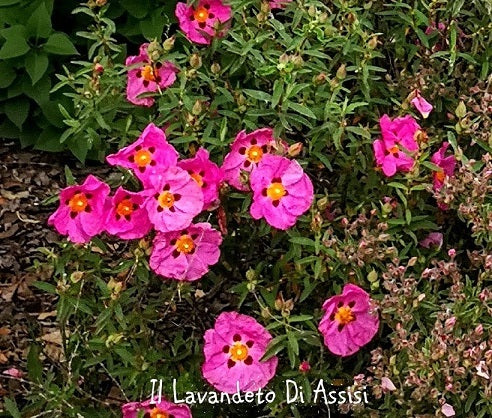 Cistus purpurus – Il Lavandeto Di Assisi