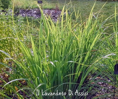 Lemongrass vendita in vaso 14 cm, bellissima pianta aromatica  perenne con crescita molto veloce. Nelle zone d' Italia fatica a superare l' inverno. Piantare in zona soleggiata al riparo dai venti mettere del telo pacciamatura per le erbe infestanti  che la riparirà in parte anche dal freddo. 