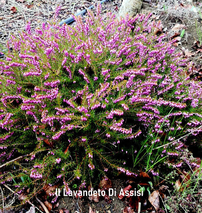 Erica carnea fiore fuxia