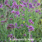 Verbena bonariensis vendita online. La verbena bonariensis è un erbacea perenne-  Pianta erbacea perenne molto rustica può essere  piantata sia in pieno sole  che a mezz' ombra, resiste al caldo intenso e al freddo  -10 gradi, in inverno perde  gran parte della parte aerea, per rimetterla in primavera quando può raggiungere  un'  altezza di 1/1,5 metri 