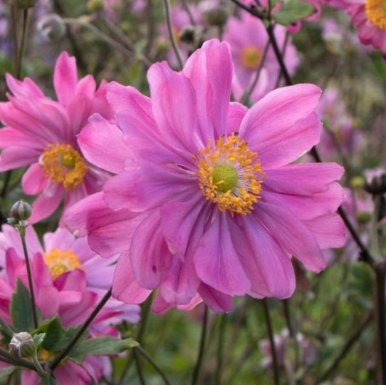 Anemone Hybrida Bressingham Glow è un erbacea perenne che raggiunge un' altezza massima di circa 80 cm, fiorisce da agosto ad ottobre, ama l'esposizione in mezz'ombra , adatta anche al terreno roccioso, il fiore è Rosa scuro